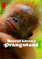Tajný život orangutanů – plakát filmu